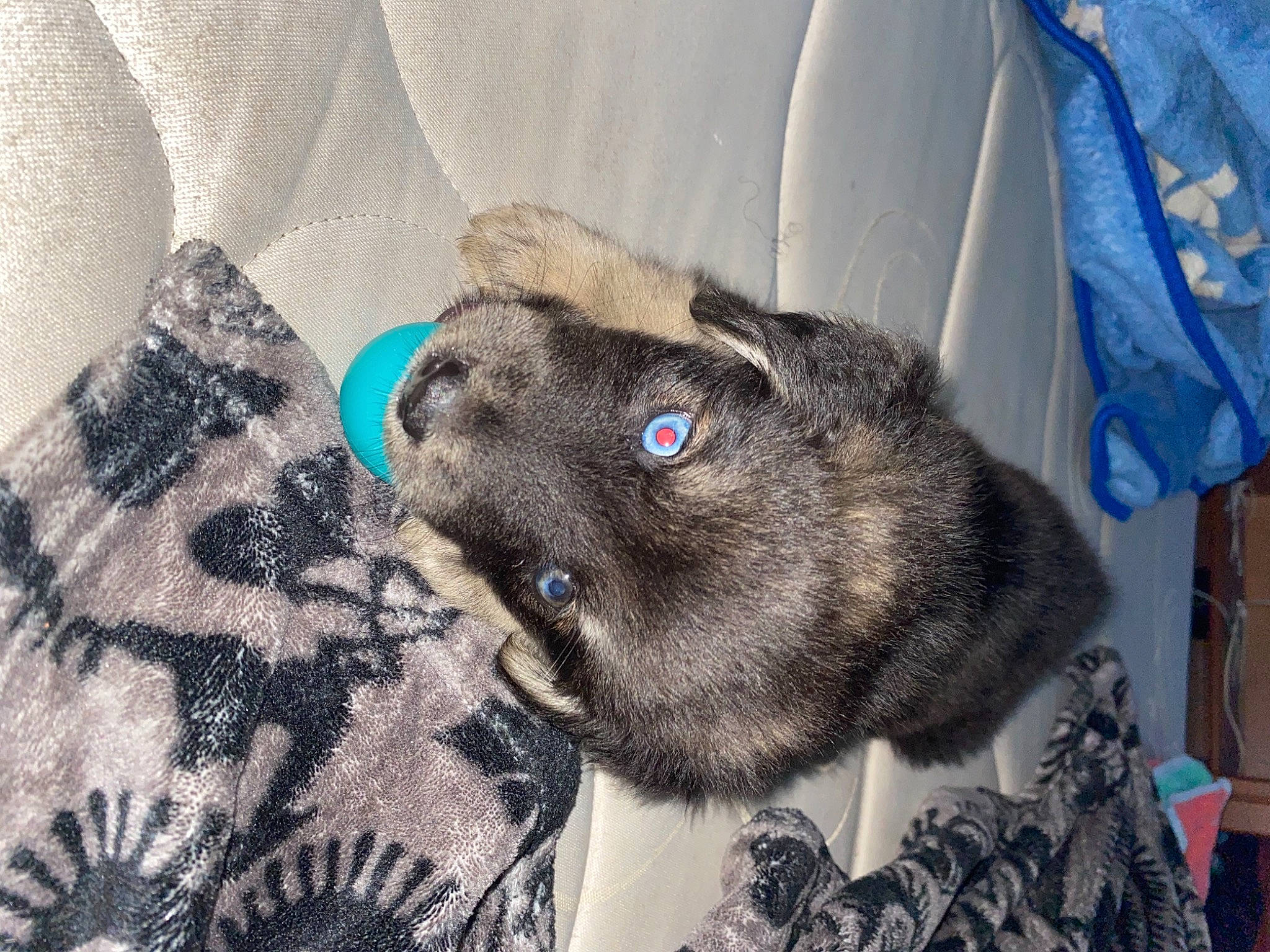 Blue a rejoint le concours — aidez-le/la à gagner de superbes lots ! cairn_terrier, canidae, carnivore, dog, dog_breed, fawn, mammal, norwegian_elkhound, puppy, vertebrate