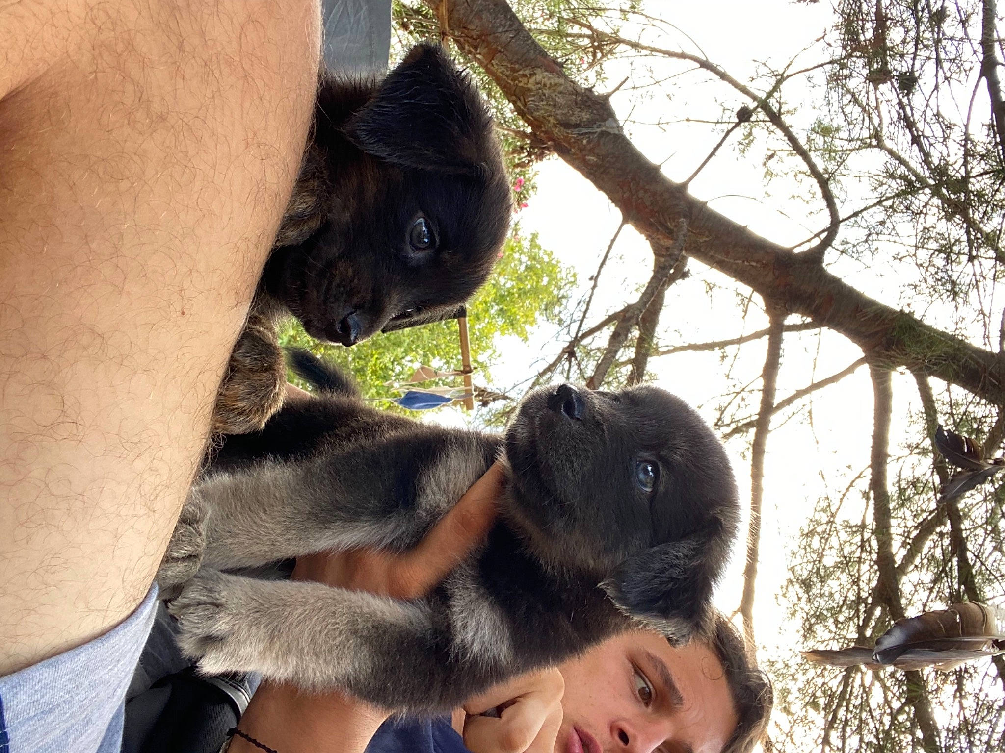 Blue a rejoint le concours — aidez-le/la à gagner de superbes lots ! canidae, carnivore, dog_breed, fawn, snout, sporting_group