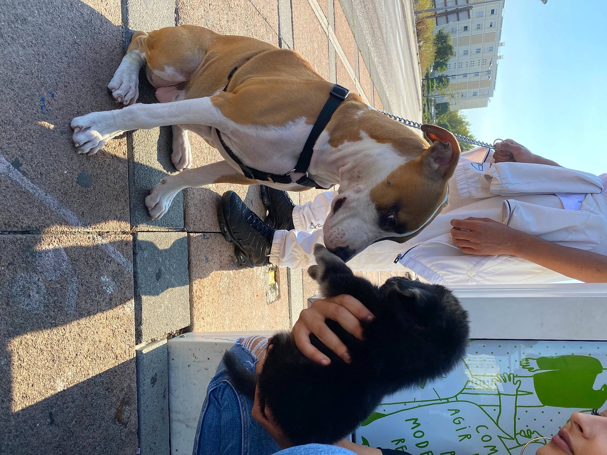 Blue participe au concours pour gagner de l'argent avec cette photo : american_bulldog, american_staffordshire_terrier, canidae, carnivore, dog, dog_breed, fawn, non_sporting_group, pointer, sporting_group
