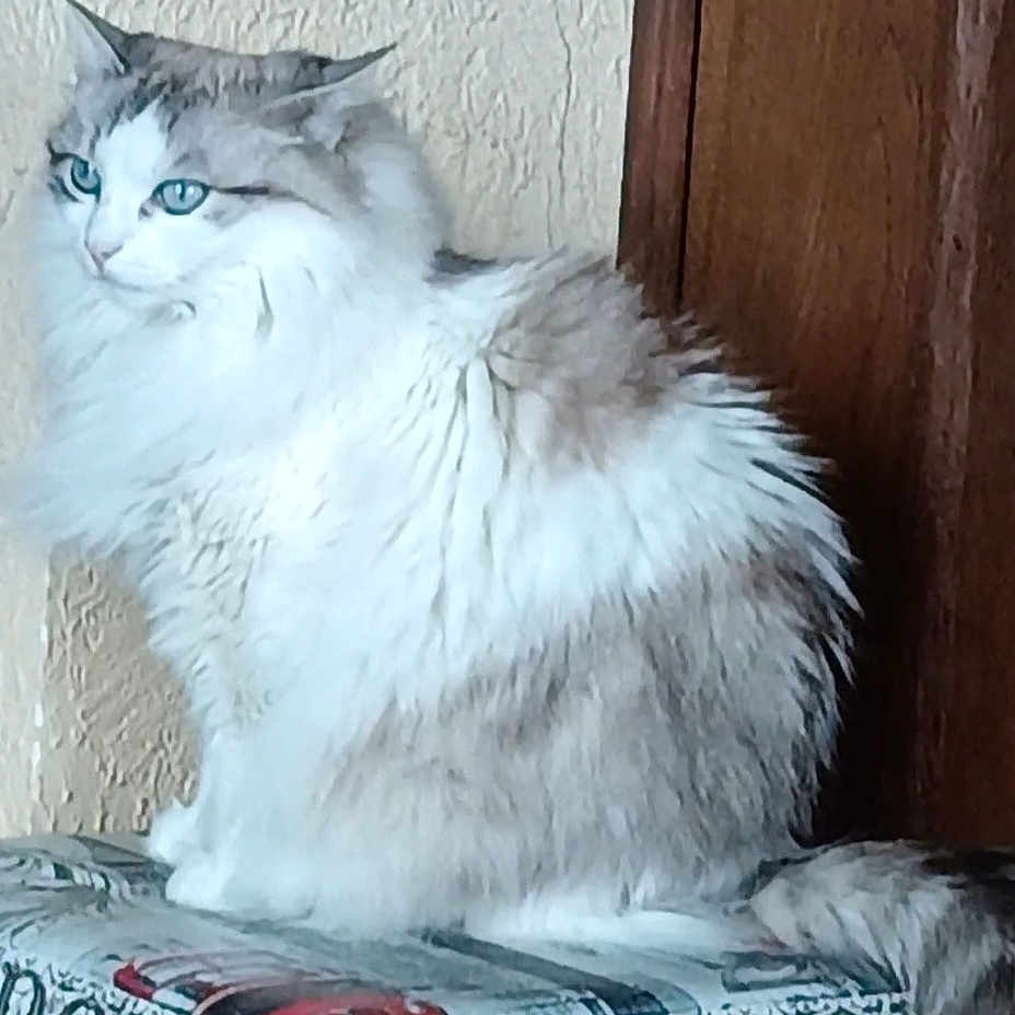 Brigitte Vezinat a rejoint le concours — aidez-le/la à gagner de superbes lots ! cat, fluffy, blue_eyes, sitting, indoor, feline, long_hair, white_fur, gray_fur, patterned_surface, wooden_background, textured_wall, pet, animal, domestic_cat, calm, side_view, portrait, furry, whiskers