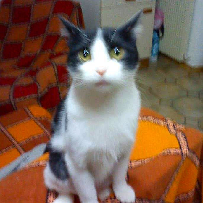 Fefe participe au concours pour gagner de l'argent avec cette photo : aegean_cat, american_curl, american_wirehair, asian, carnivore, cat, cymric, domestic_long_haired_cat, domestic_short_haired_cat, european_shorthair, felidae, japanese_bobtail, kitten, mammal, polydactyl_cat, small_to_medium_sized_cats, tail, vertebrate, whiskers