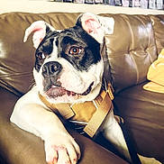 Mazikeen is registered to the contest to win money with this photo: animal, architecture, bostonbull, boxer, building, bulldog, canine, couch, cushion, dog, face, frenchbulldog, furniture, head, homedecor, indoors, person, pet, pitbull, puppy