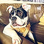 animal, architecture, bostonbull, boxer, building, bulldog, canine, couch, cushion, dog, face, frenchbulldog, furniture, head, homedecor, indoors, person, pet, pitbull, puppy