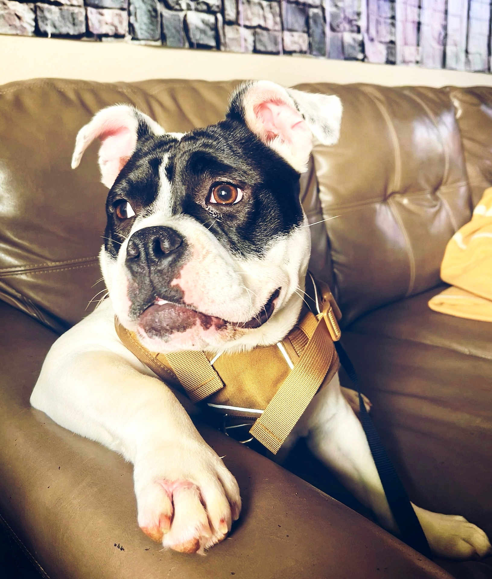 Mazikeen is registered to the contest to win money with this photo: animal, architecture, bostonbull, boxer, building, bulldog, canine, couch, cushion, dog, face, frenchbulldog, furniture, head, homedecor, indoors, person, pet, pitbull, puppy