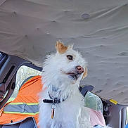 Sugar Ray joined the competition — help win amazing prizes! car_ceiling, car_interior, collar, companion, daylight, dog, domestic_animal, ear, fur, looking_away, nose, orange_safety_vest, pet, seat, seat_cover, side_view, tag, vehicle, white_dog, window