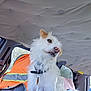 car_ceiling, car_interior, collar, companion, daylight, dog, domestic_animal, ear, fur, looking_away, nose, orange_safety_vest, pet, seat, seat_cover, side_view, tag, vehicle, white_dog, window
