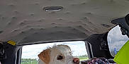 Sugar Ray is registered to the contest to win money with this photo: animal, backseat, blanket, car_interior, collar, companion, curious, daytime, dog, fur, leisure, luggage, outdoor_view, pet, relaxation, resting, seat, travel, white_dog, window