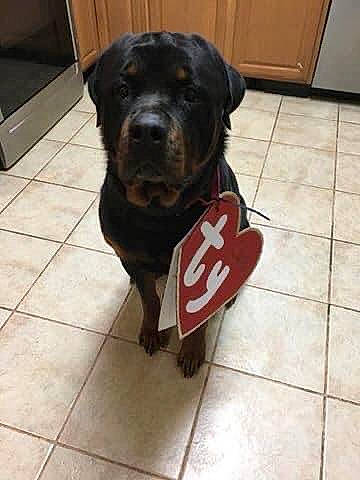 Abel joined the competition — help win amazing prizes! cabinetry, canidae, carnivore, collar, companion_dog, dog, dog_breed, dog_collar, dog_supply, fawn, floor, flooring, fur, hardwood, liver, pet_supply, snout, sporting_group, tail, working_animal