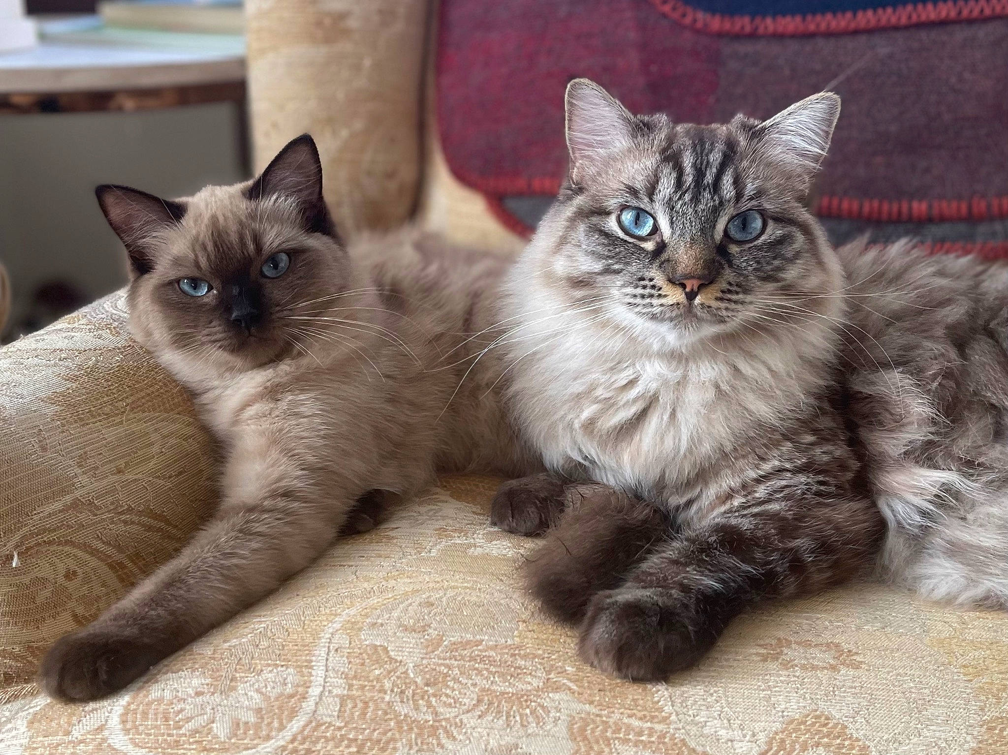 Francisco joined the competition — help win amazing prizes! carnivore, cat, cat_furniture, claw, comfort, domestic_short_haired_cat, felidae, foot, fur, grey, paw, siamese, sitting, small_to_medium_sized_cats, snout, tail, terrestrial_animal, thai, whiskers, window