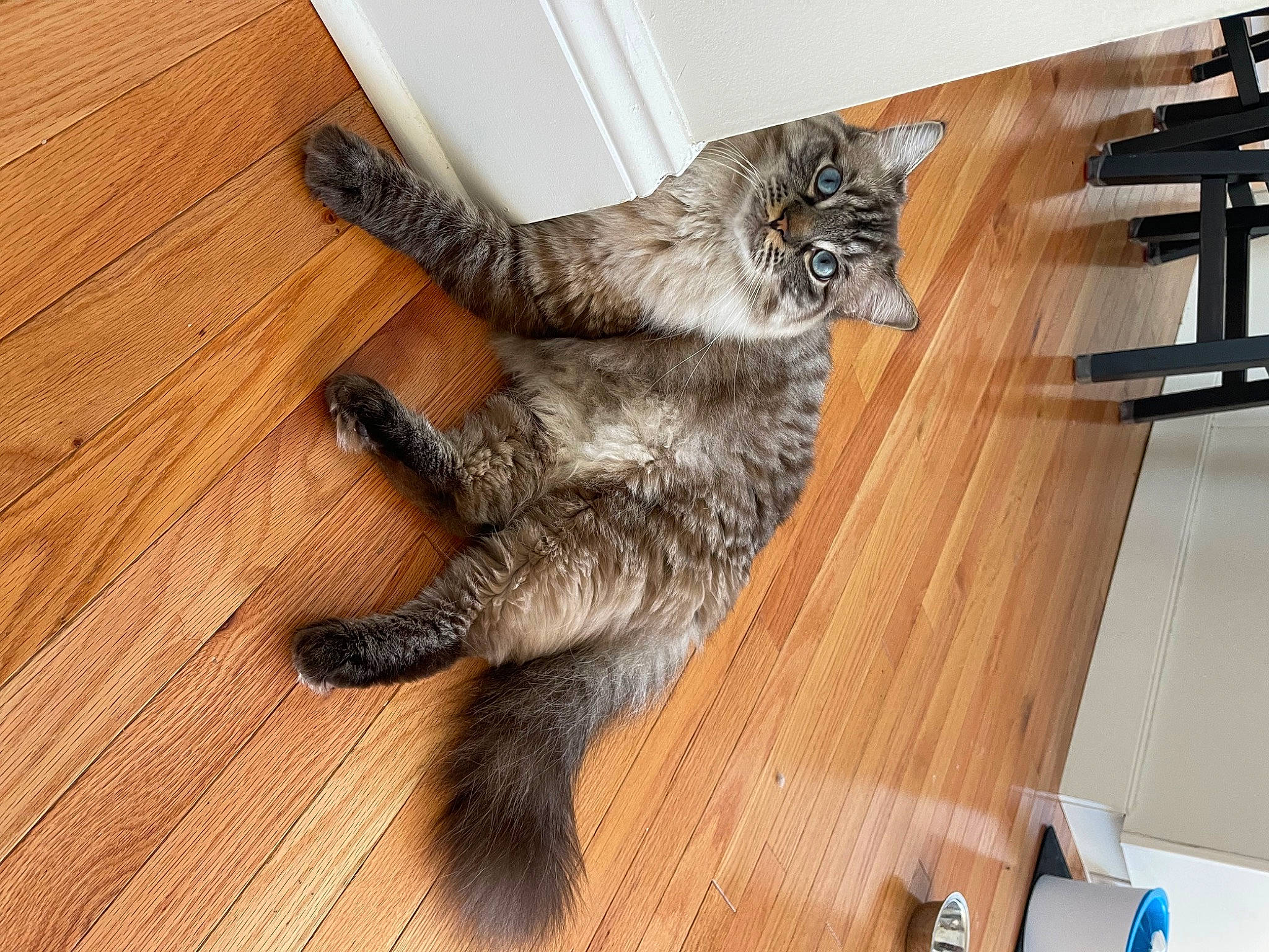 Francisco joined the competition — help win amazing prizes! carnivore, cat, claw, comfort, domestic_short_haired_cat, fawn, felidae, floor, flooring, fur, hardwood, laminate_flooring, plank, small_to_medium_sized_cats, tail, varnish, whiskers, wood, wood_flooring, wood_stain