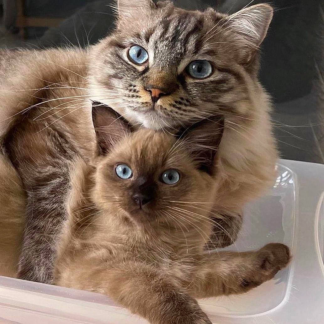 Francisco joined the competition — help win amazing prizes! box, carnivore, cat, claw, domestic_short_haired_cat, fawn, felidae, fur, iris, kitchen_utensil, paw, pet_supply, photo_caption, serveware, small_to_medium_sized_cats, snout, terrestrial_animal, whiskers, window, working_animal