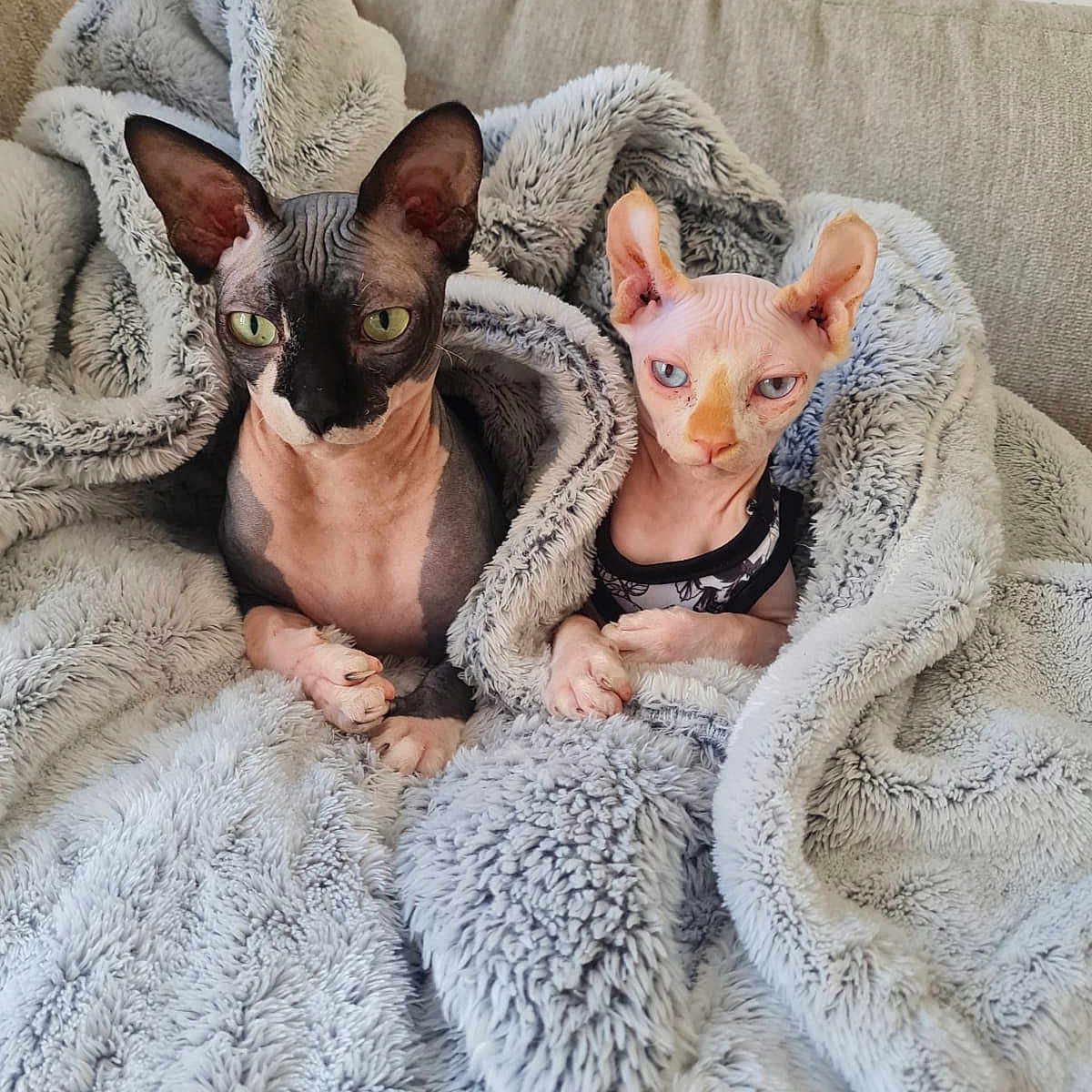 Gizmo joined the competition — help win amazing prizes! animal, blanket, canine, cat, dog, kitten, pet, puppy, quilt