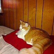 Kitty Kitty joined the competition — help win amazing prizes! cat, orange_cat, white_cat, fluffy_cat, indoor, pillow, red_pillow, wood_paneling, resting, relaxed, pet, feline, fur, tail, bed, comfort, domestic_animal, animal, cozy, sleepy