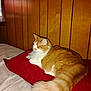 cat, orange_cat, white_cat, fluffy_cat, indoor, pillow, red_pillow, wood_paneling, resting, relaxed, pet, feline, fur, tail, bed, comfort, domestic_animal, animal, cozy, sleepy