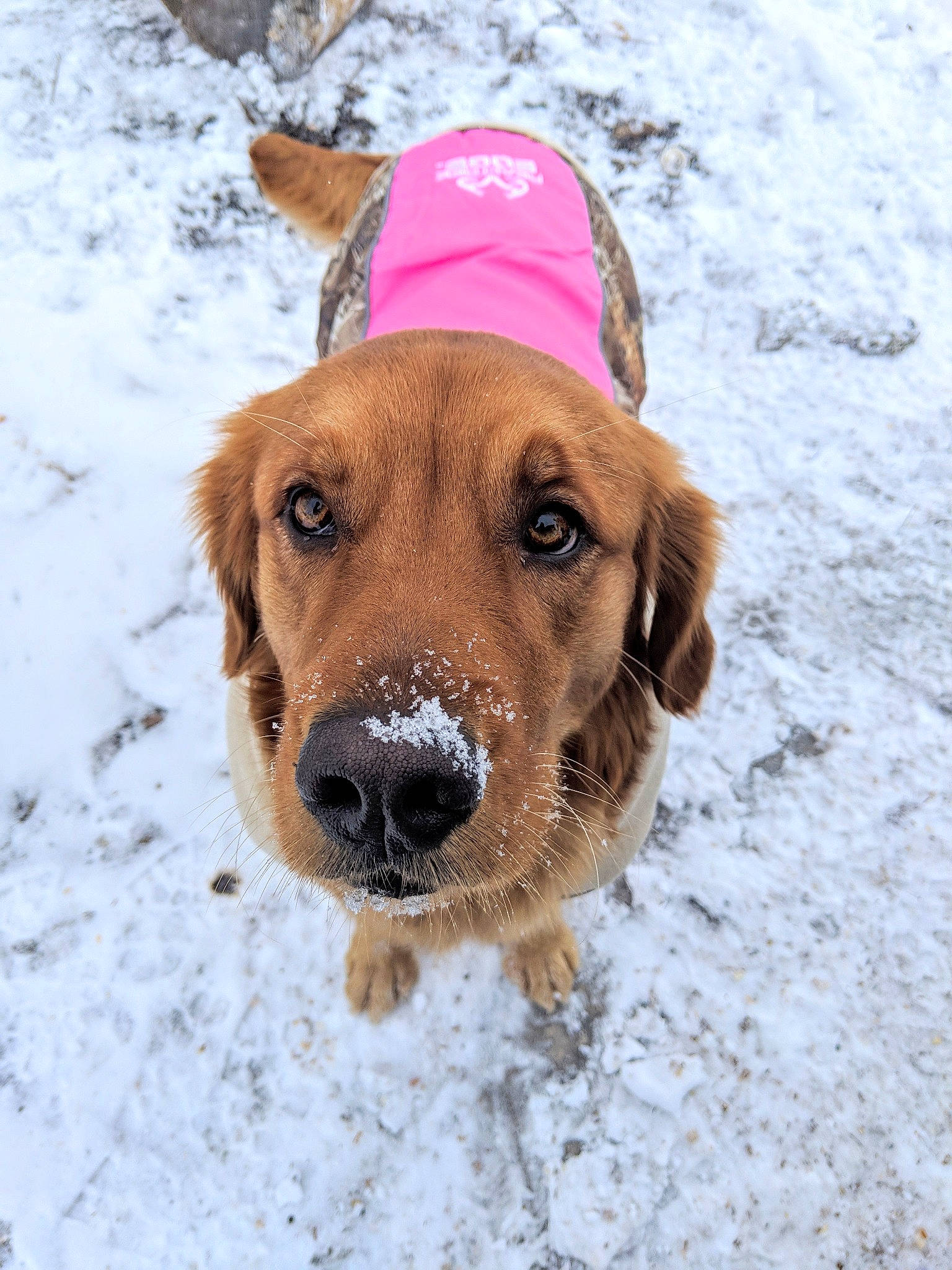 Benelli is registered to the contest to win money with this photo: broholmer, canidae, carnivore, companion_dog, dog, dog_breed, fawn, fur, golden_retriever, labrador_retriever, mammal, nose, nova_scotia_duck_tolling_retriever, retriever, snout, snow, sporting_group, styrian_coarse_haired_hound, winter, working_dog