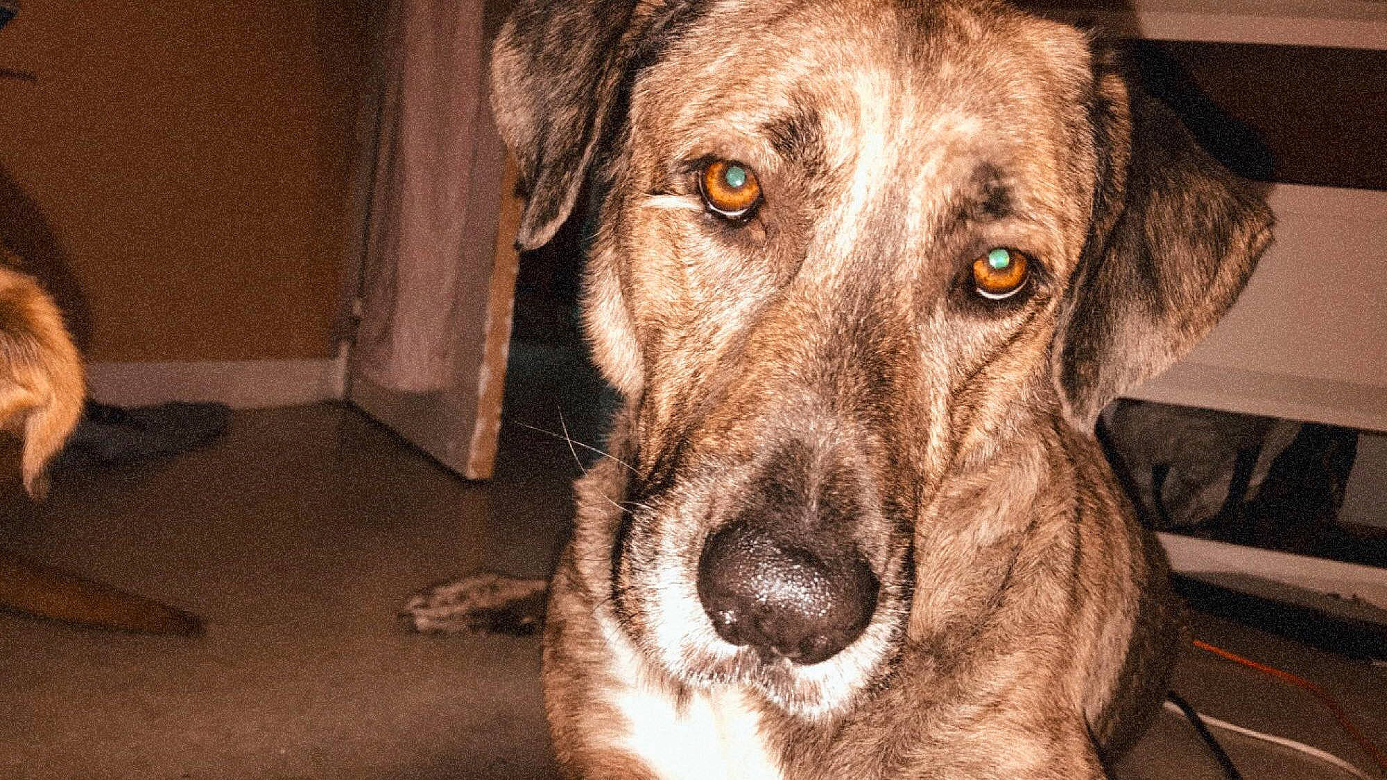 Jock participe au concours pour gagner de l'argent avec cette photo : canidae, carnivore, catahoula_bulldog, cimarron_uruguayo, dog, dog_breed, fawn, great_dane, louisiana_catahoula_leopard_dog, mammal, mountain_cur, non_sporting_group, nose, plott_hound, rare_breed_dog, snout, sporting_group, treeing_tennessee_brindle, vertebrate, whiskers