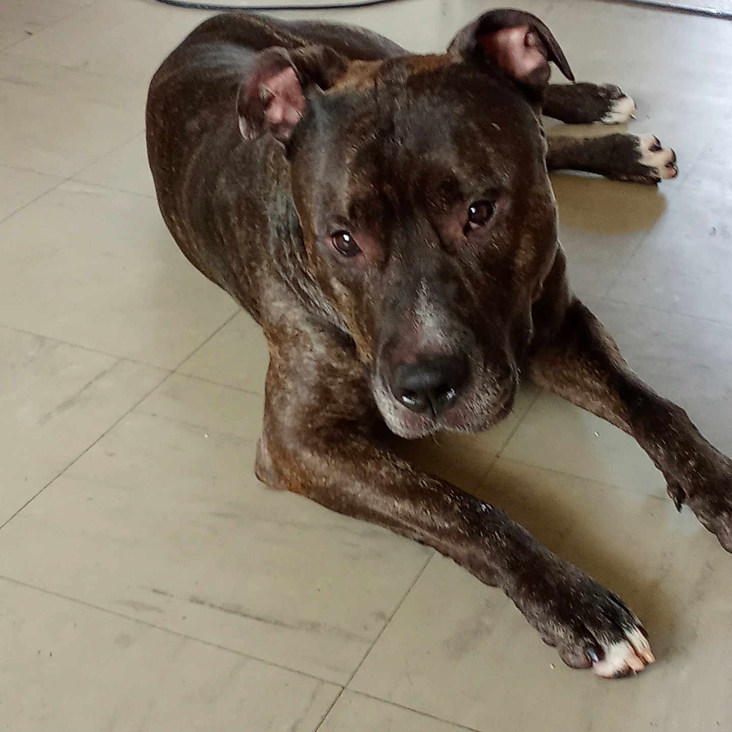 Rocket a rejoint le concours — aidez-le/la à gagner de superbes lots ! dog, brindle, pet, indoor, floor, tile, canine, ears, paws, looking_up, resting, animal, domestic, brown, black, white_paws, expression, home, cord, wall