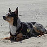 Dobby participe au concours pour gagner de l'argent avec cette photo :