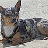 Dobby participe au concours pour gagner de l'argent avec cette photo :