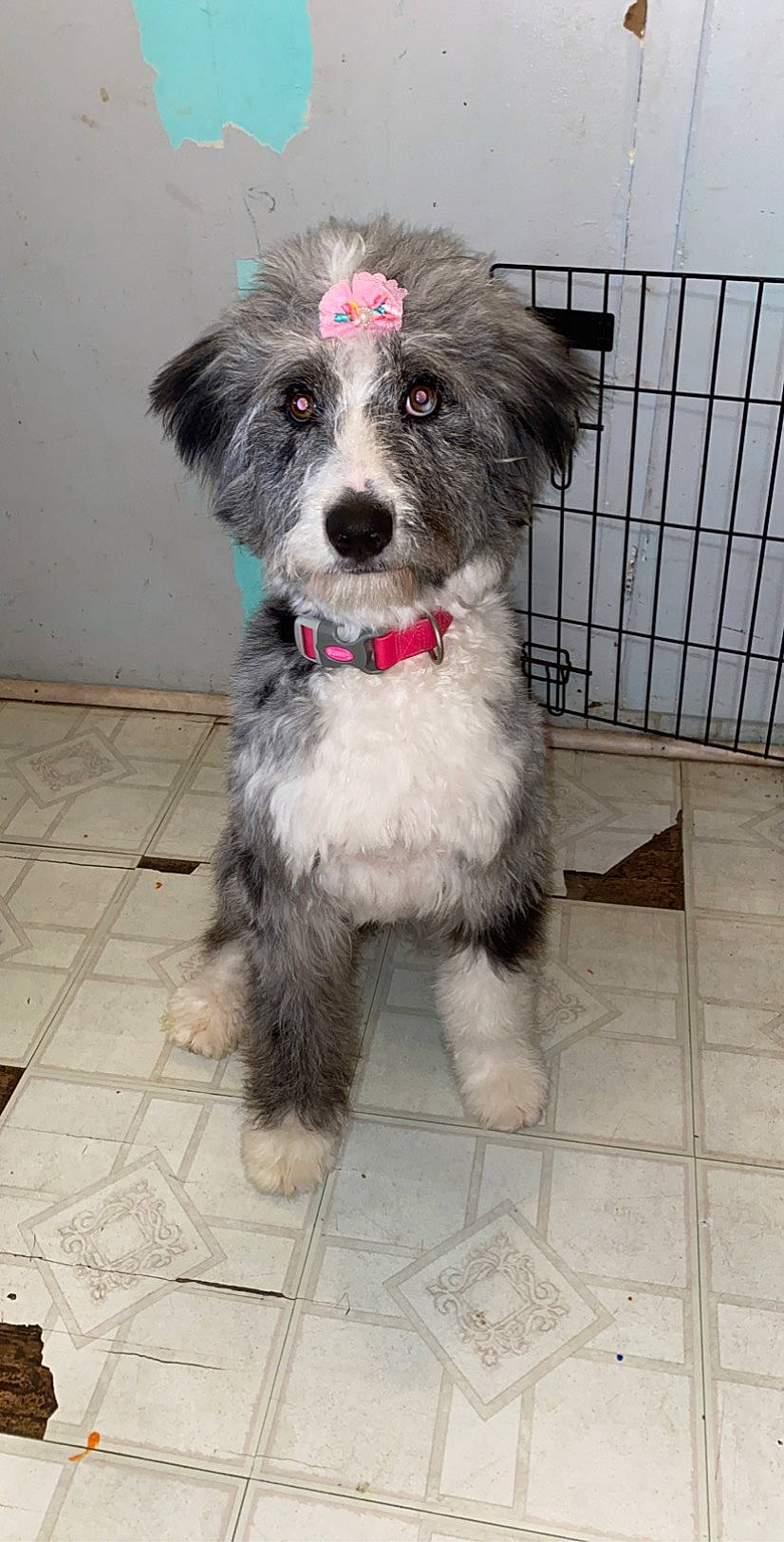 Layla is registered to the contest to win money with this photo: bolonka, canidae, carnivore, catalan_sheepdog, companion_dog, dog, dog_breed, havanese, kyi_leo, mammal, morkie, poodle_crossbreed, puppy, rare_breed_dog, schnoodle, snout, sporting_lucas_terrier, terrier, tibetan_terrier, vertebrate