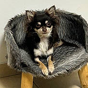 Aïka a rejoint le concours — aidez-le/la à gagner de superbes lots ! dog, small_dog, chihuahua, furry_chair, pet_bed, indoor, wooden_legs, floor_tiles, black_fur, tan_fur, white_fur, relaxed, looking_at_camera, animal, chair, cozy, fur_texture, pet, domestic_animal, cute