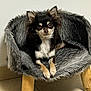 dog, small_dog, chihuahua, furry_chair, pet_bed, indoor, wooden_legs, floor_tiles, black_fur, tan_fur, white_fur, relaxed, looking_at_camera, animal, chair, cozy, fur_texture, pet, domestic_animal, cute