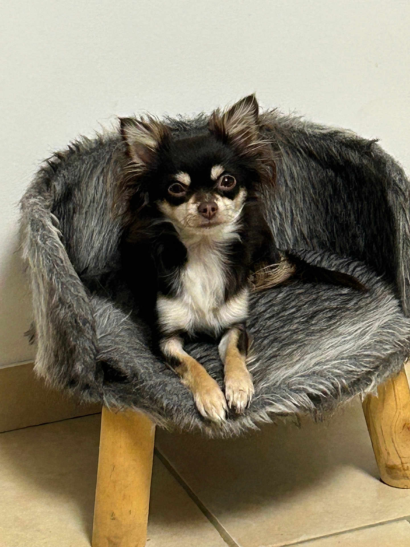 Aïka a rejoint le concours — aidez-le/la à gagner de superbes lots ! dog, small_dog, chihuahua, furry_chair, pet_bed, indoor, wooden_legs, floor_tiles, black_fur, tan_fur, white_fur, relaxed, looking_at_camera, animal, chair, cozy, fur_texture, pet, domestic_animal, cute