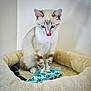 Suzy a rejoint le concours — aidez-le/la à gagner de superbes lots ! animal, blue_eyes, cat, cozy, curious, cute, domestic_cat, feline, fluffy, indoor, licking_nose, pet_bed, playful, relaxed, soft_texture, striped, tabby, toy_fish, whiskers, young_cat