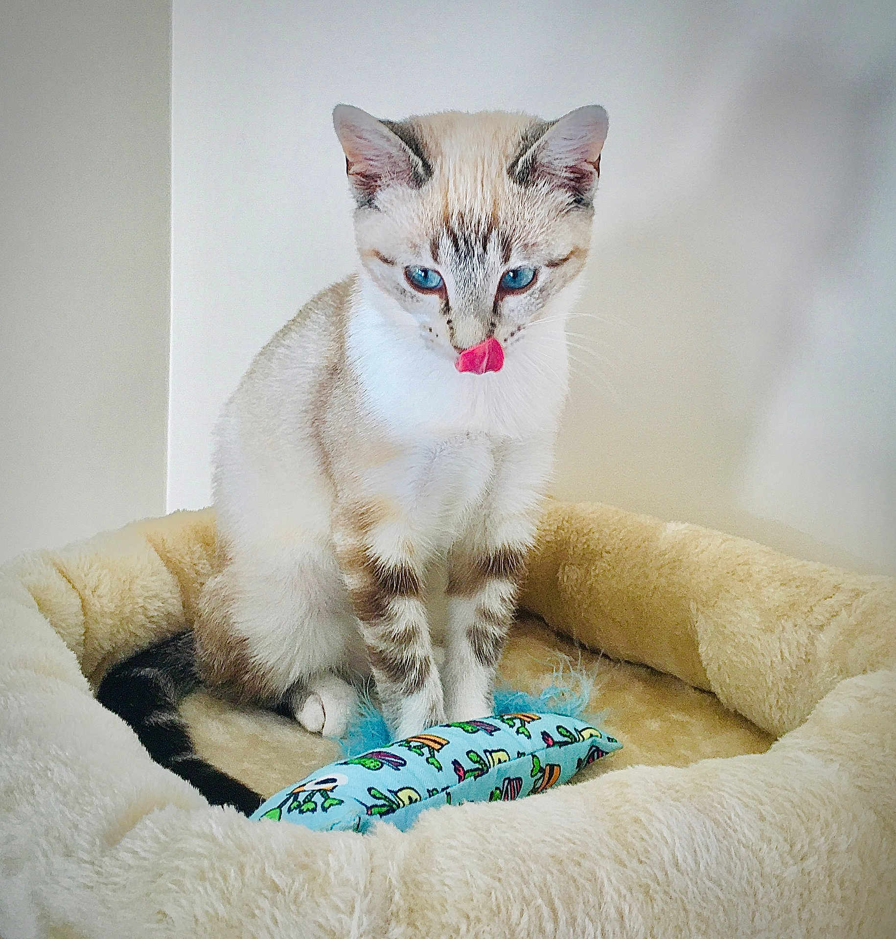 Suzy a rejoint le concours — aidez-le/la à gagner de superbes lots ! animal, blue_eyes, cat, cozy, curious, cute, domestic_cat, feline, fluffy, indoor, licking_nose, pet_bed, playful, relaxed, soft_texture, striped, tabby, toy_fish, whiskers, young_cat