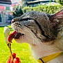 animal, cat, closeup, curious, daytime, feline, garden, grass, hand, house, licking, orange_nails, outdoor, pet, summer, sunlight, treat, whiskers, window, yellow_collar