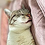 Suzy participe au concours pour gagner de l'argent avec cette photo : animal, cat, close_up, cozy, cute, domestic_cat, feline, fur, indoor, mammal, nap, peaceful, pet, pink_blanket, relaxed, resting, sleeping, soft_texture, tongue_out, whiskers