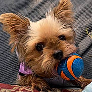 Molli joined the competition — help win amazing prizes! dog, toy, ball, small_dog, cute, ears, close_up, pet, animal, fur, mouth, playing, cushion, pattern, indoor, texture, brown, black_nose, eyes, paw