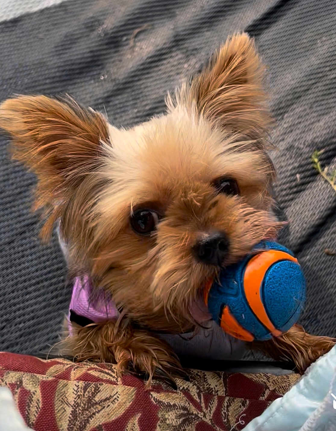 Molli joined the competition — help win amazing prizes! dog, toy, ball, small_dog, cute, ears, close_up, pet, animal, fur, mouth, playing, cushion, pattern, indoor, texture, brown, black_nose, eyes, paw