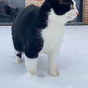 Takira a rejoint le concours — aidez-le/la à gagner de superbes lots ! animal, black_and_white, brick_wall, building, cat, cold, curious, domestic_animal, fur, green_eyes, mammal, nature, outdoor, pet, side_view, snow, standing, whiskers, window, winter