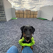 Oby participe au concours pour gagner de l'argent avec cette photo : black_dog, blue_jeans, canine, cloudy_sky, dog, fence, front_paws, gravel, green_toy, happy, head, mouth, outdoor, person_legs, pet, playful, sitting, tan_markings, toy, yard