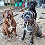 Kyla is registered to the contest to win money with this photo: dog, outdoor, patio, brown_dog, gray_dog, black_dog, pets, animals, sitting, fence, garden_tools, concrete, serious_expression, three_dogs, backyard, canine, companions, fur, daylight, domestic