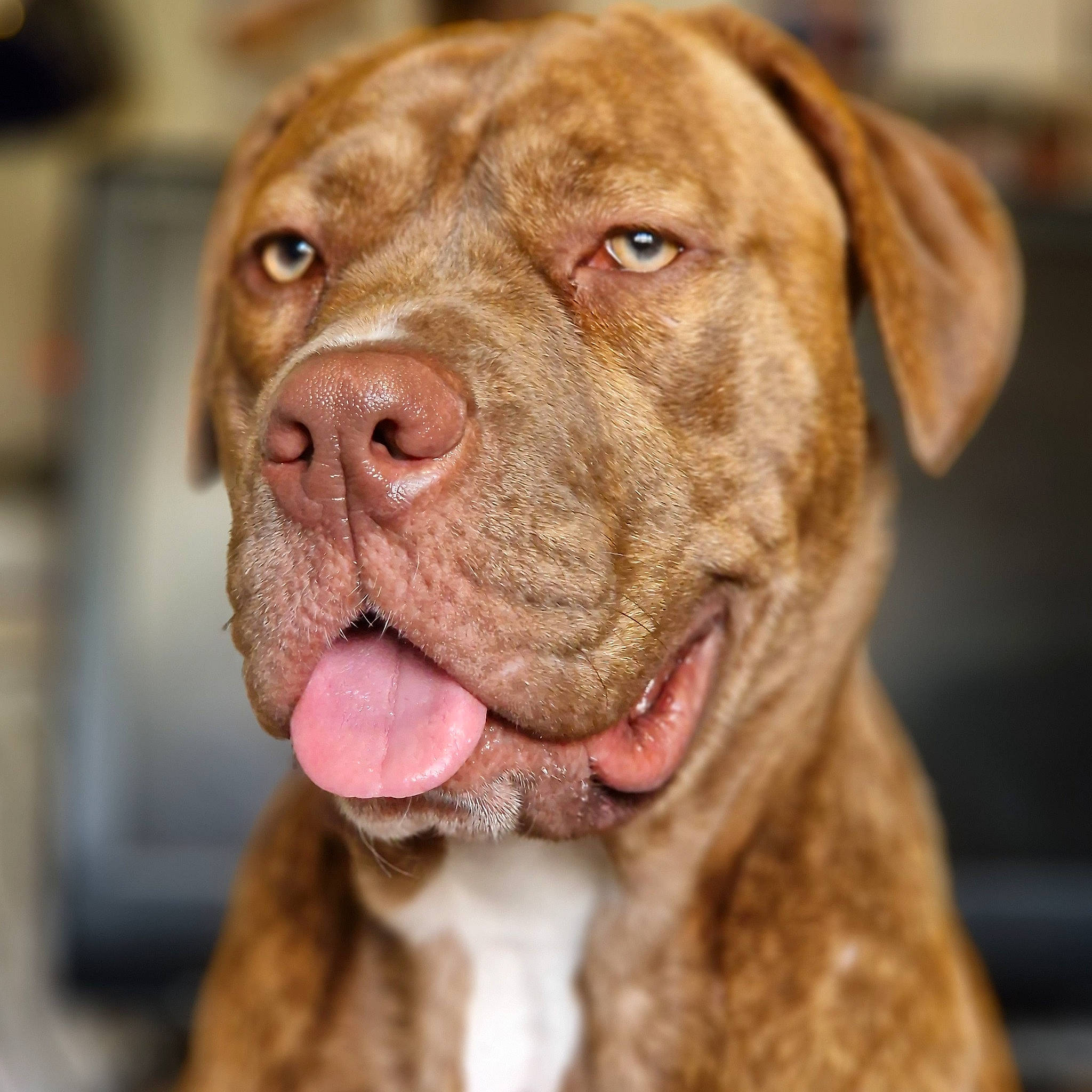 Kyana joined the competition — help win amazing prizes! canidae, carnivore, close_up, collar, companion_dog, dog, dog_breed, dog_collar, eye, fawn, fur, liver, non_sporting_group, snout, sporting_group, terrestrial_animal, whiskers, working_animal, working_dog, wrinkle