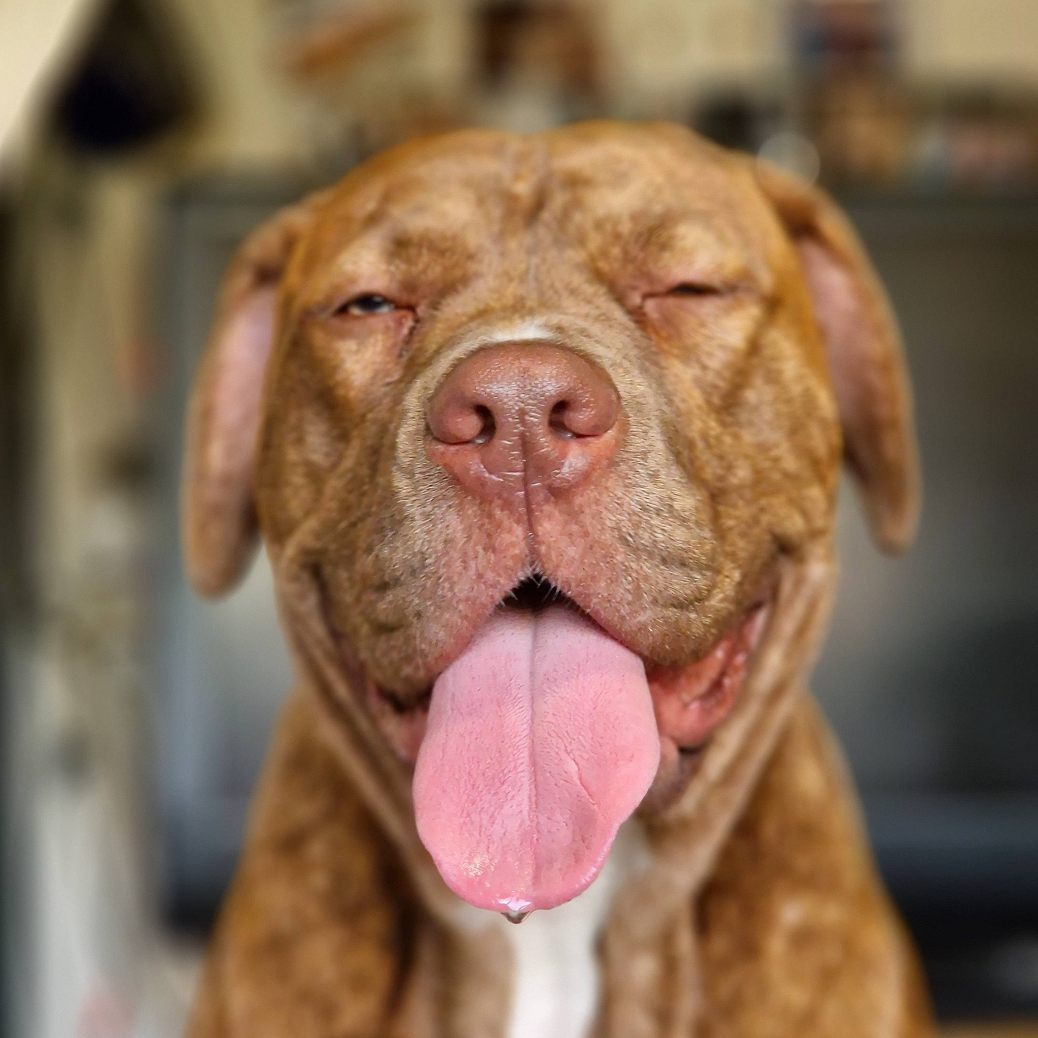 Kyana is registered to the contest to win money with this photo: ancient_dog_breeds, biting, canidae, carnivore, close_up, collar, companion_dog, dog, dog_breed, dog_collar, fawn, fur, liver, snout, sporting_group, terrestrial_animal, whiskers, working_animal, working_dog, wrinkle