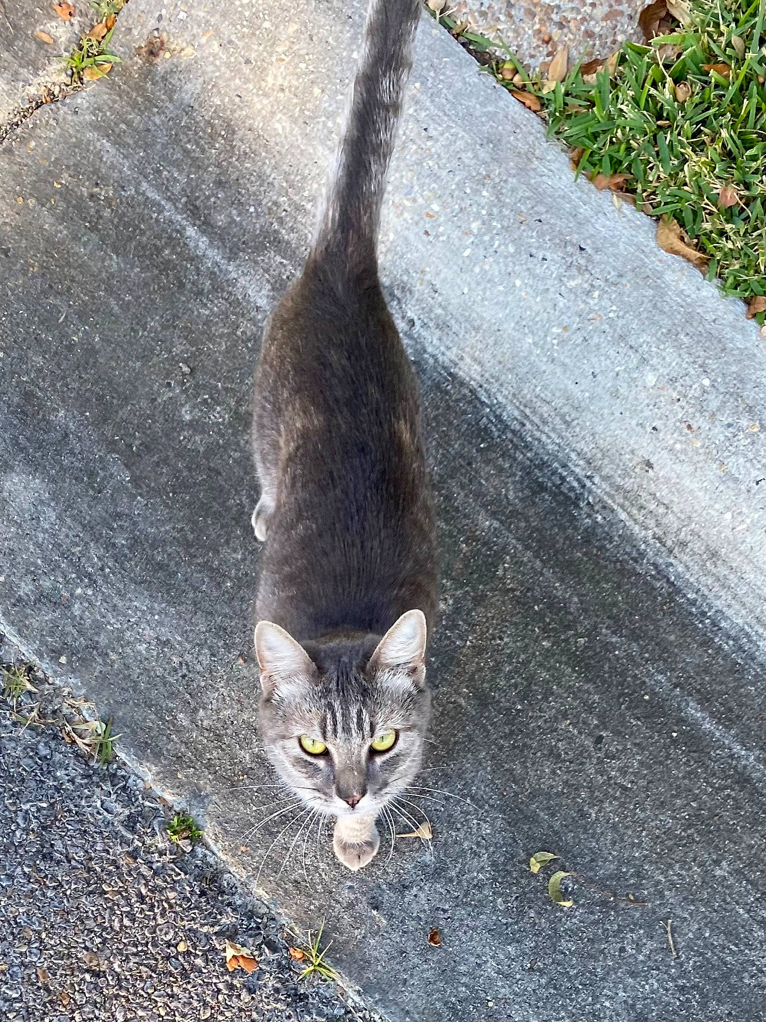 Mama Kat is registered to the contest to win money with this photo: asphalt, carnivore, cat, domestic_short_haired_cat, felidae, grass, grey, plant, road, road_surface, sidewalk, small_to_medium_sized_cats, snout, soil, tail, tar, tree, trunk, whiskers, wood