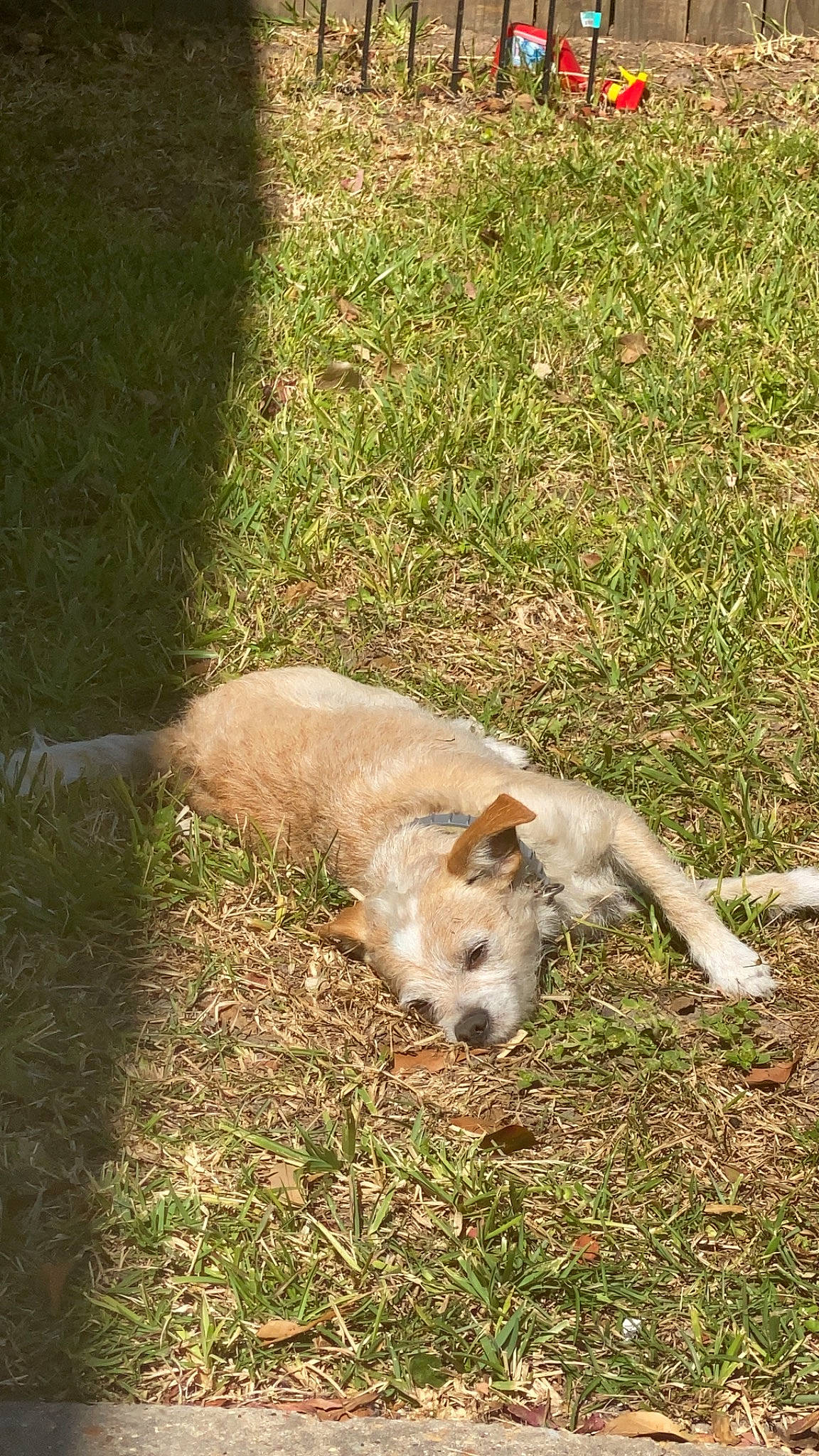 Bow Bow is registered to the contest to win money with this photo: dog_breed, fawn, field, grass, grassland, grazing, groundcover, human_leg, landscape, livestock, marsupial, pasture, prairie, sheep, snout, soil, tail, terrestrial_animal, working_animal
