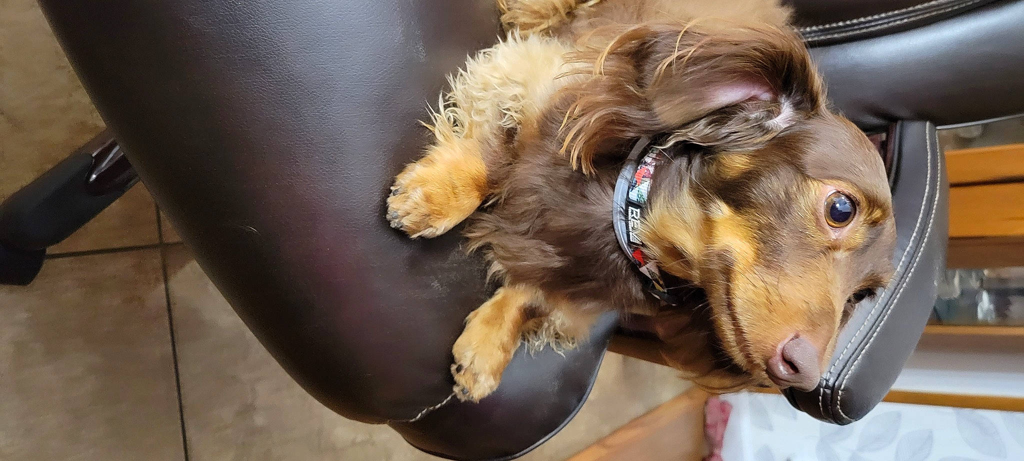 Lenlen is registered to the contest to win money with this photo: canidae, carnivore, collar, companion_dog, dog, dog_breed, dog_collar, dog_supply, ear, eyewear, fashion_accessory, fawn, fur, leash, liver, pet_supply, snout, sporting_group, whiskers, working_animal