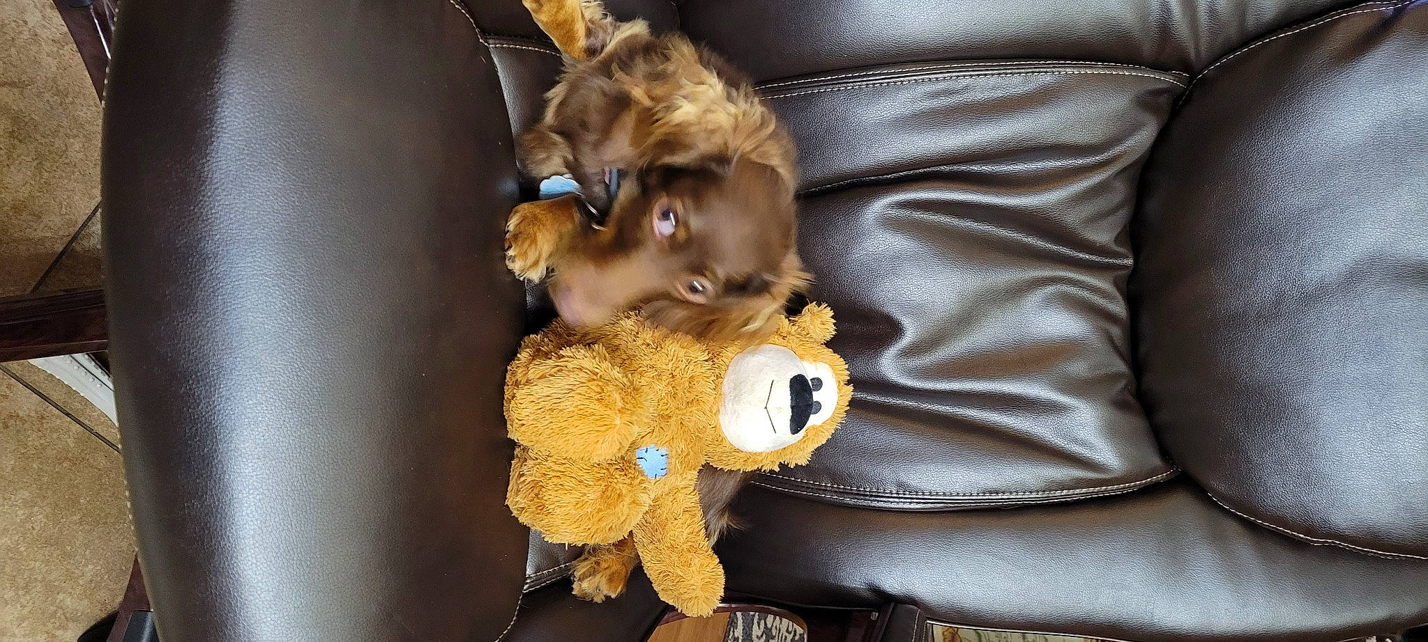 Lenlen joined the competition — help win amazing prizes! canidae, car_seat, comfort, companion_dog, dog, dog_breed, fashion_accessory, fawn, felidae, fur, nap, plush, sporting_group, stuffed_toy, textile, toy, toy_dog, whiskers
