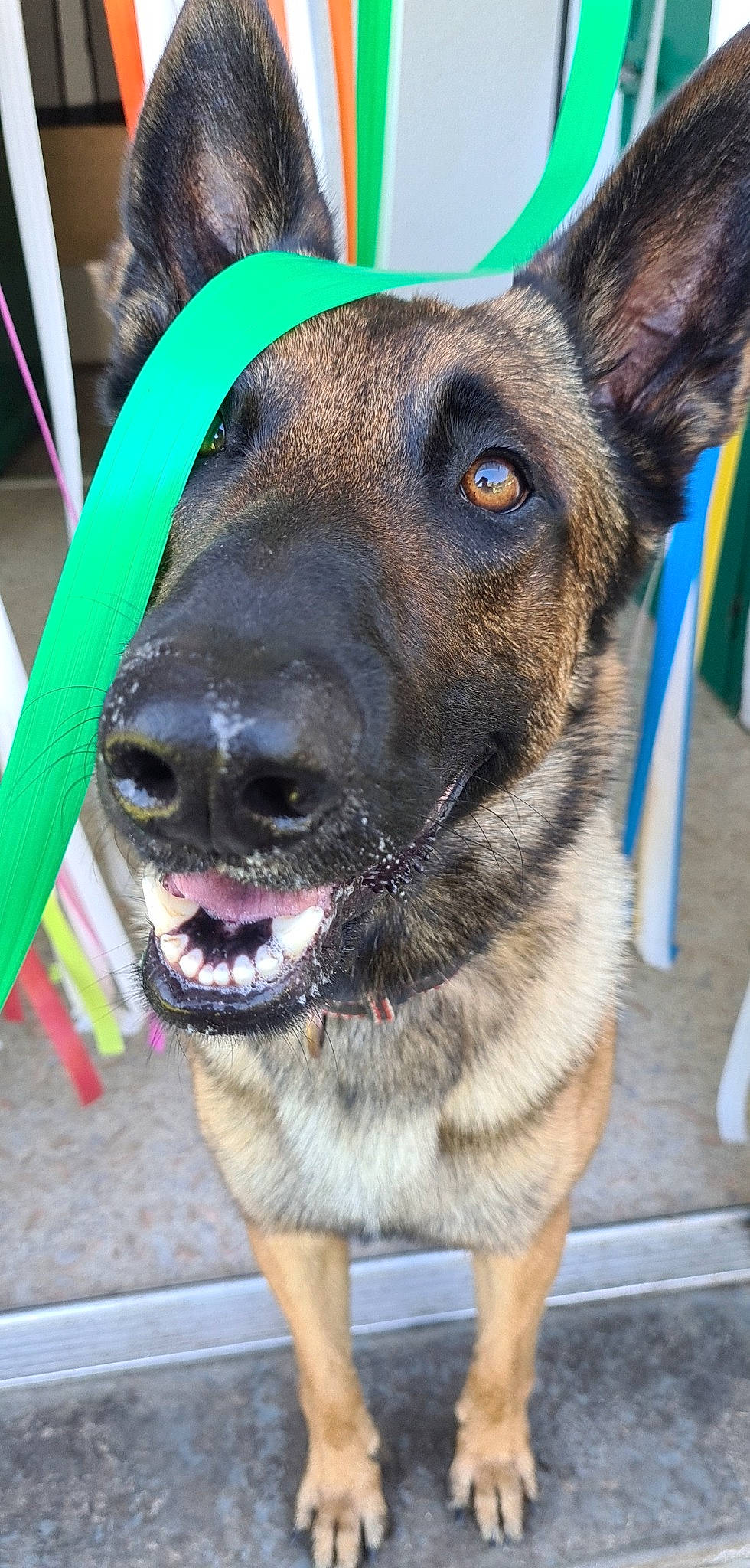 Over participe au concours pour gagner de l'argent avec cette photo : canidae, carnivore, collar, companion_dog, dog, dog_breed, dog_collar, dog_supply, fashion_accessory, fawn, fur, head, jaw, leash, pet_supply, snout, sporting_group, whiskers, working_animal, working_dog