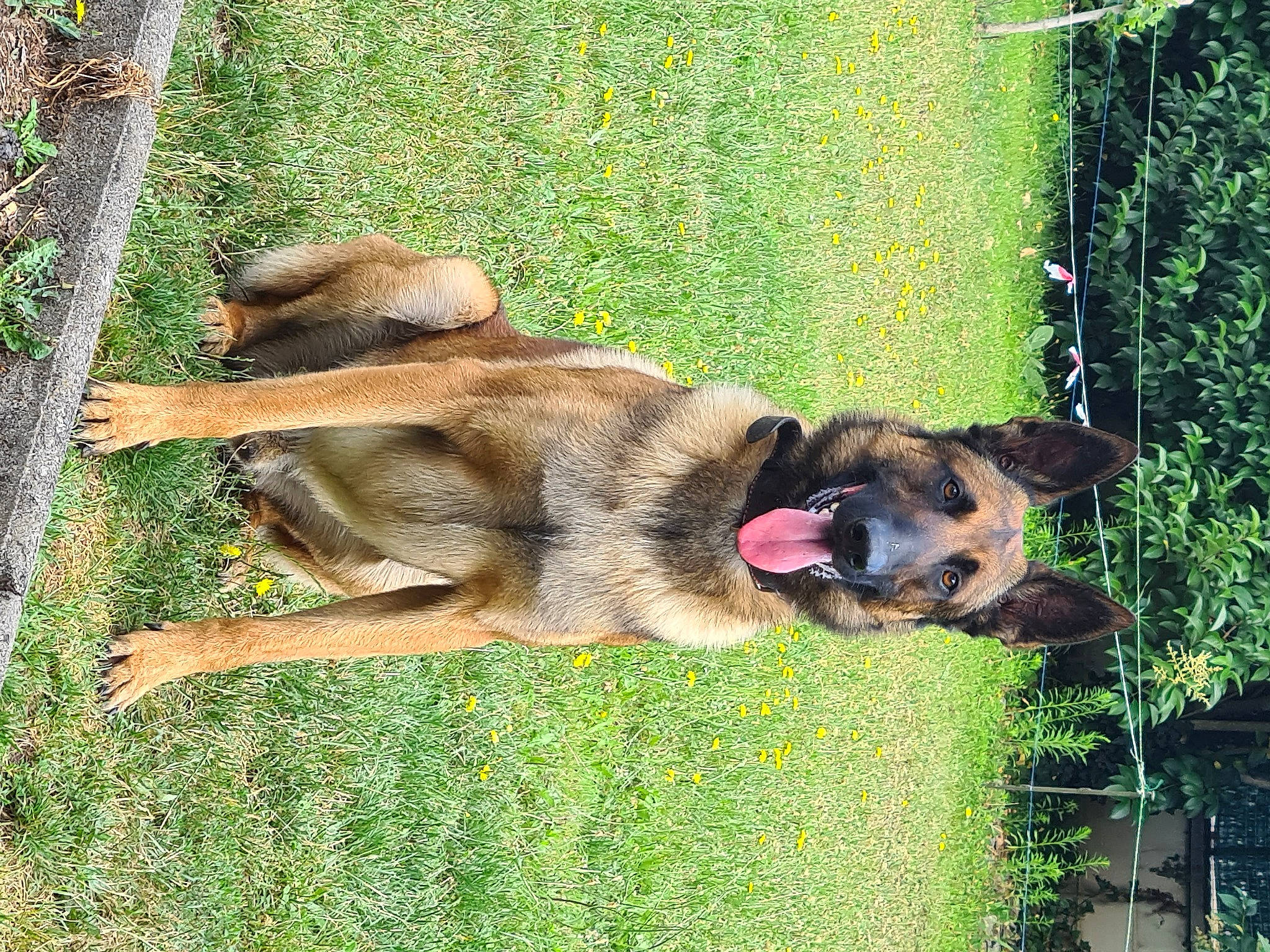 Over a rejoint le concours — aidez-le/la à gagner de superbes lots ! biting, canidae, carnivore, collar, companion_dog, dog, dog_breed, east_european_shepherd, fawn, german_shepherd_dog, grass, herding_dog, king_shepherd, livestock_guardian_dog, old_german_shepherd_dog, plant, snout, sporting_group, tail, working_dog