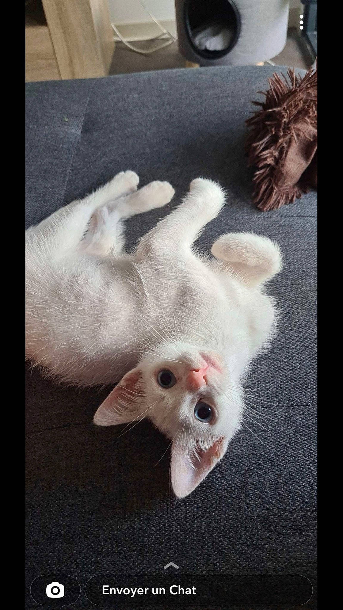 Sky a rejoint le concours — aidez-le/la à gagner de superbes lots ! canidae, carnivore, cat, claw, dog_breed, domestic_short_haired_cat, fawn, felidae, foot, fur, paw, rectangle, small_to_medium_sized_cats, sporting_group, tail, terrestrial_animal, tire, wheel, whiskers, wildlife