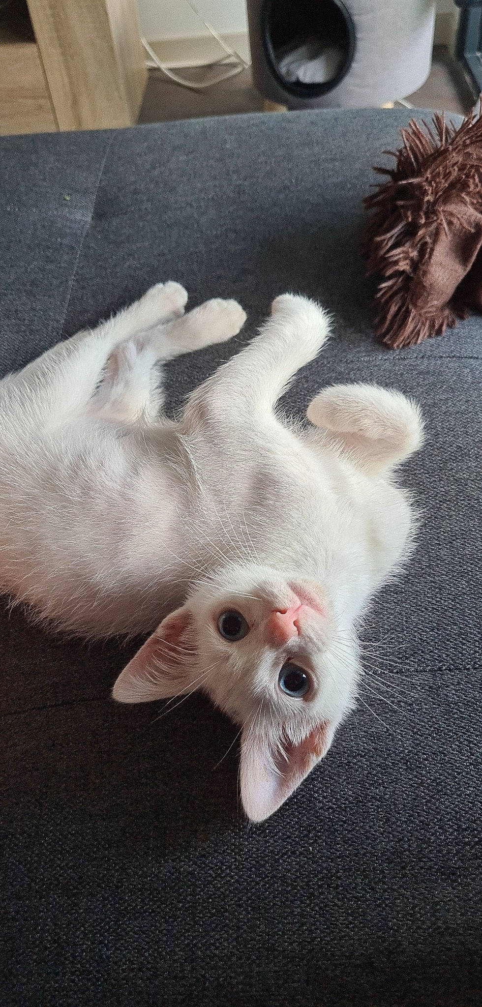 Sky a rejoint le concours — aidez-le/la à gagner de superbes lots ! carnivore, cat, claw, dog_breed, domestic_short_haired_cat, fawn, felidae, foot, fur, gesture, grey, leg, nail, paw, small_to_medium_sized_cats, snout, sporting_group, tail, whiskers, white