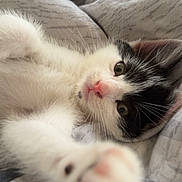 Snow participe au concours pour gagner de l'argent avec cette photo : kitten, cat, paw, close_up, black_and_white, pink_nose, fur, whiskers, bed, blanket, soft, cute, pet, animal, indoor, resting, stretching, cozy, young, feline