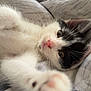 kitten, cat, paw, close_up, black_and_white, pink_nose, fur, whiskers, bed, blanket, soft, cute, pet, animal, indoor, resting, stretching, cozy, young, feline