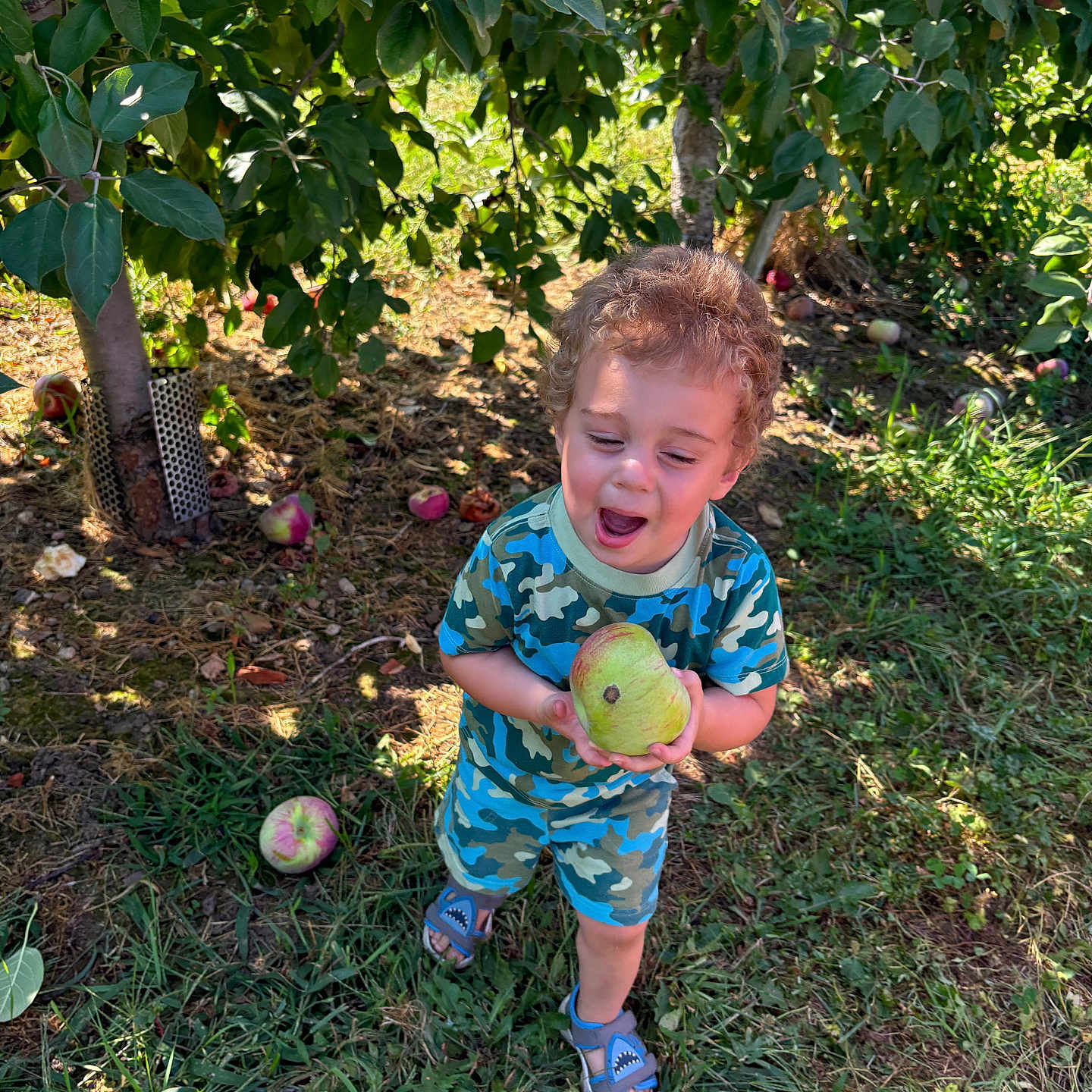 Lorenzo joined the competition — help win amazing prizes! apple, boy, child, clothing, face, food, footwear, fruit, grass, head, male, outdoors, person, photography, plant, portrait, produce, shoe, tree, vegetation