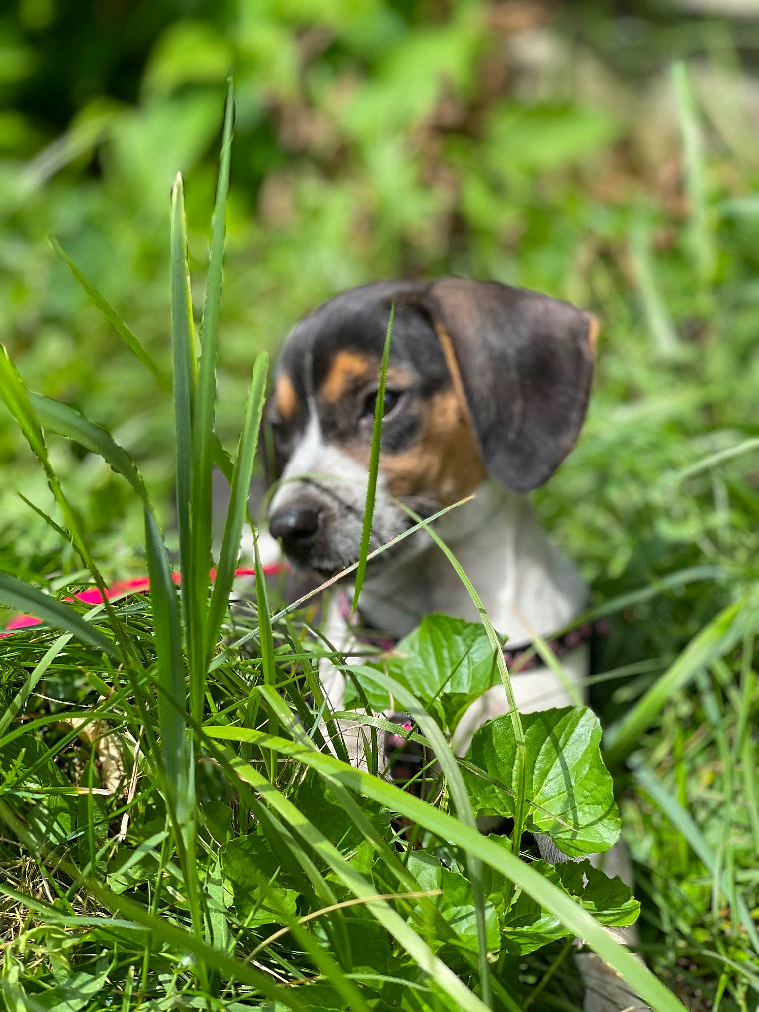 Dixie joined the competition — help win amazing prizes! canidae, carnivore, companion_dog, dog, dog_breed, fawn, grass, grassland, groundcover, herb, natural_landscape, plant, scent_hound, snout, sporting_group, terrestrial_animal, terrestrial_plant, terrier, wildlife, working_animal